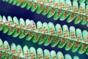 Alergia w technologii liposomalnej Dwatro