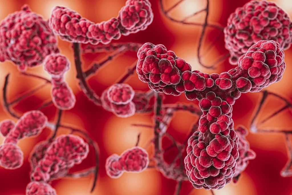 co to są erytrocyty